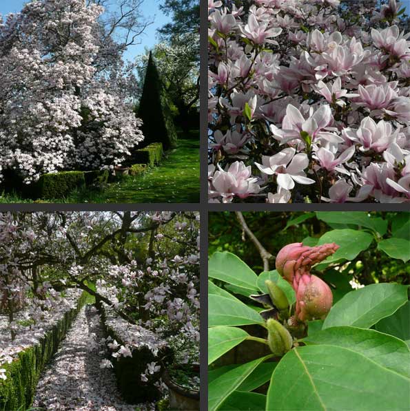magnolias en fleurs