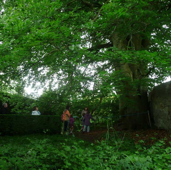 La fascination exerc&eacute;e par les arbres