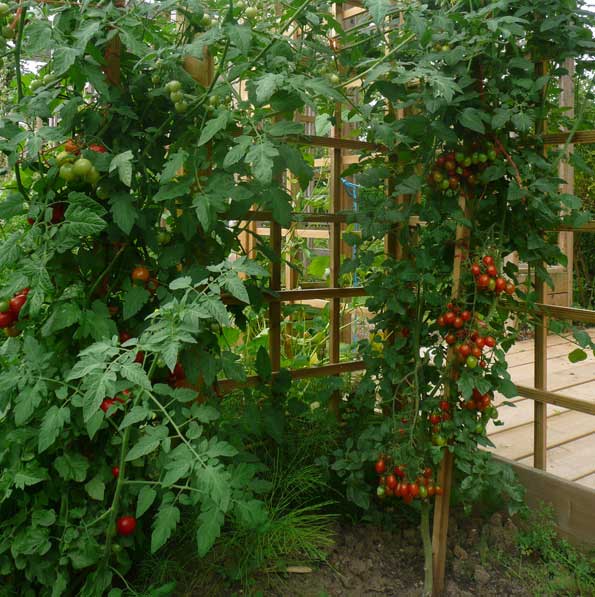 L'expansion des tomates